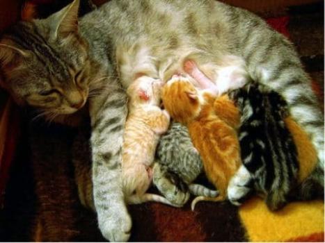 mother cat and kittens 