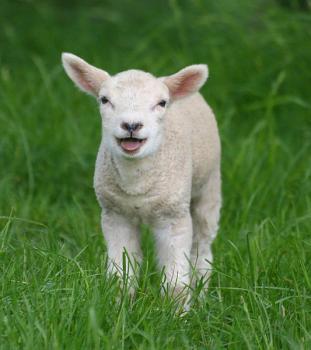 baby lamb