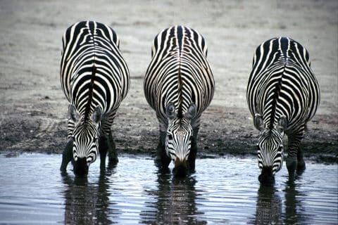 zebras