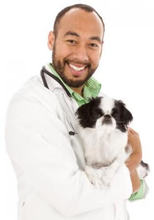 Vet holding small dog 