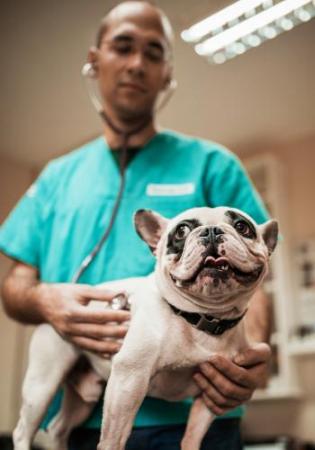 vet listening to dog's heart